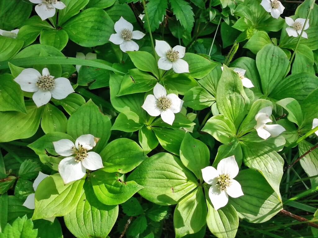 Bunchberry (Cornus canadensis) Flowers