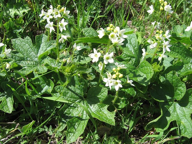 Wild Cucumber Plant (Cucumis anguria)