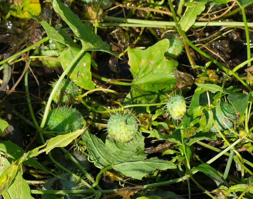 Wild Cucumber (Echinocystis lobata)