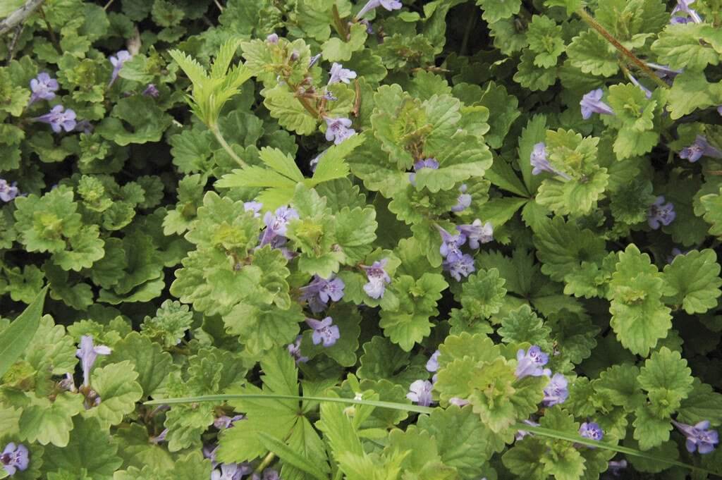 Ground Ivy (Glechoma Hederacea)