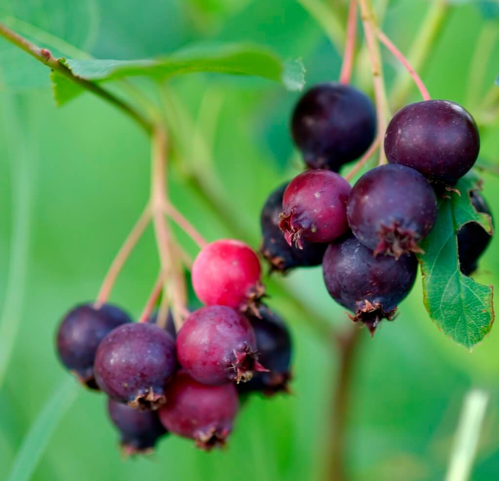 Saskatoon Serviceberry (Amelanchier alnifolia)