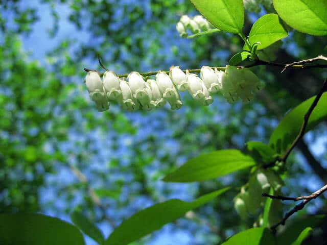 Sourwood (Oxydendrum arboreum) Flower