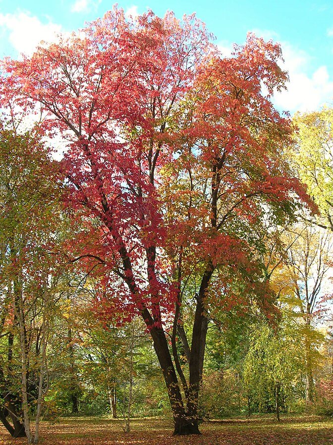Sourwood Tree (Oxydendrum arboreum) in the fall