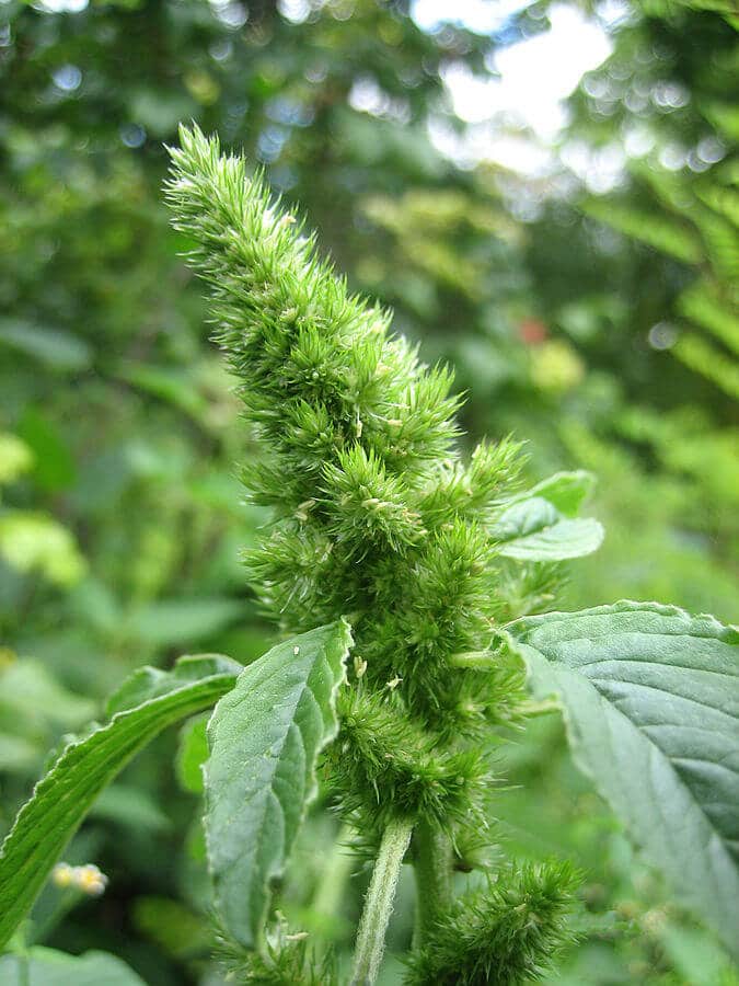 Redroot pigweed (Amaranthus retroflexus) Flower