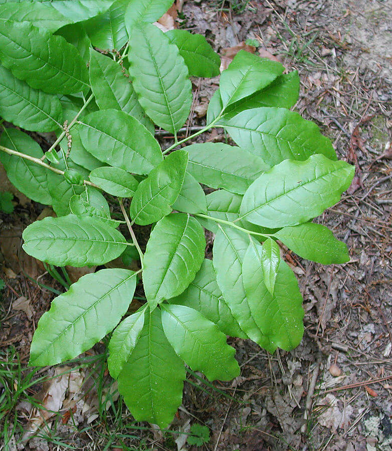 Sourwood (Oxydendrum arboreum) Foliage