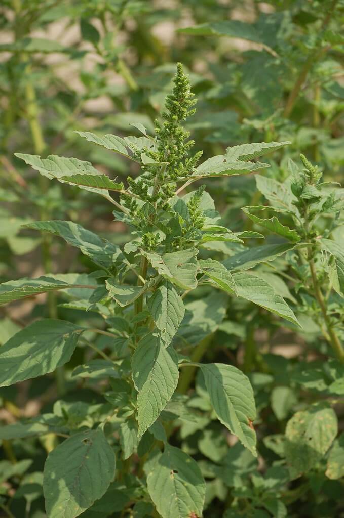 Redroot pigweed (Amaranthus retroflexus)