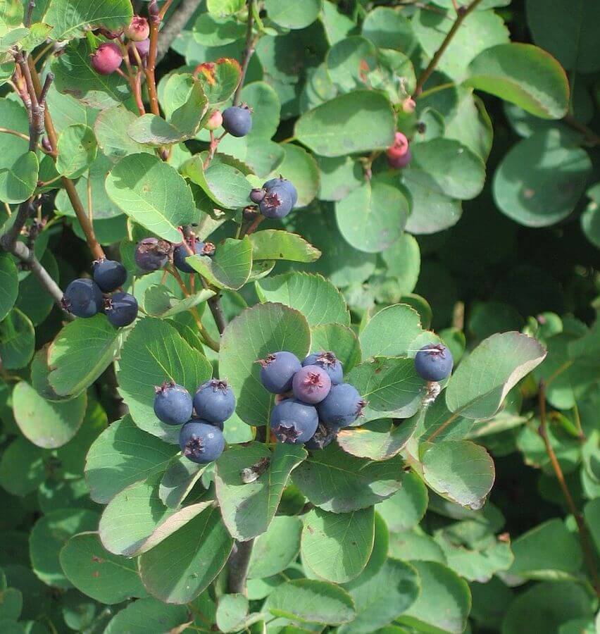 Juneberry (Amelanchier alnifolia) Fruits