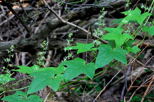 Wild Cucumber (Echinocystis lobata) Leaves