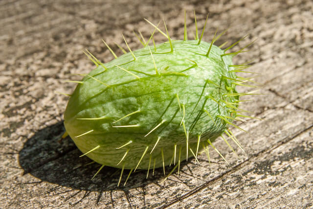 Wild Cucumber (Echinocystis lobata) Seed Pod