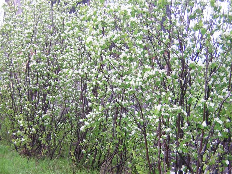 Juneberry Tree (Amelanchier canadensis)