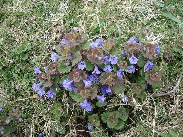 Ground Ivy (Glechoma Hederacea)