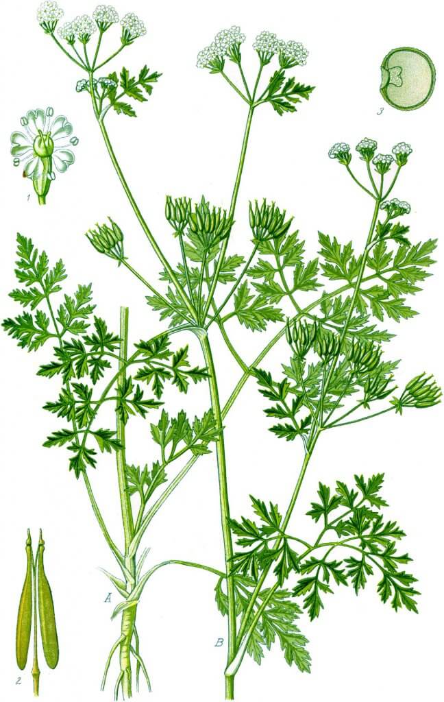 Anthriscus cerefolium Botanical Illustration