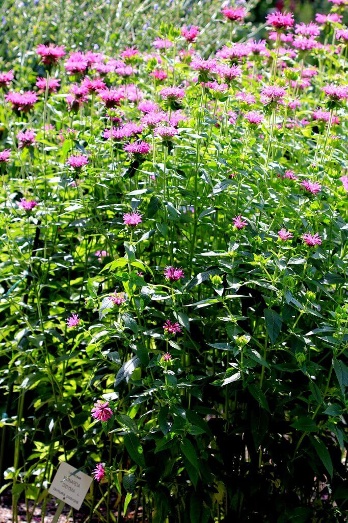 Bee balm flowering