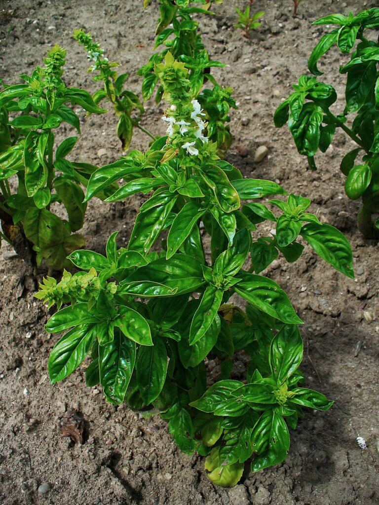 Basil Plant Flowering