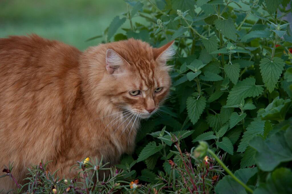 Cat with Catnip