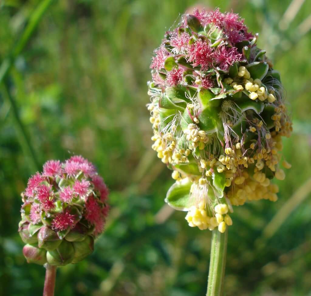 Sanguisorba minor flower