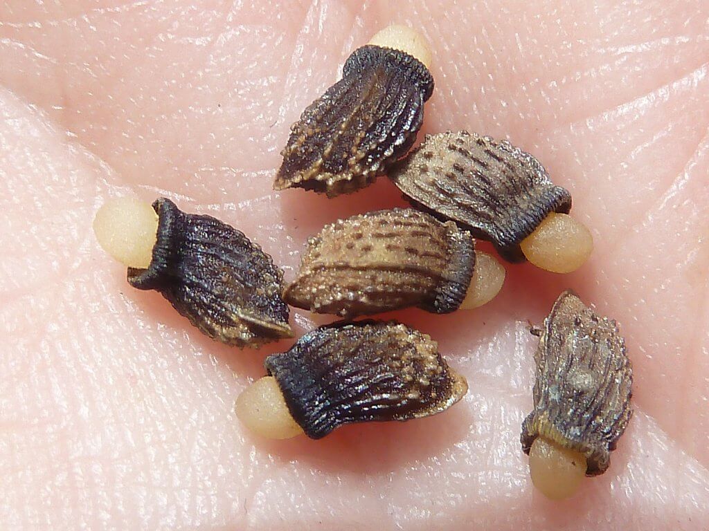 Borage Seeds