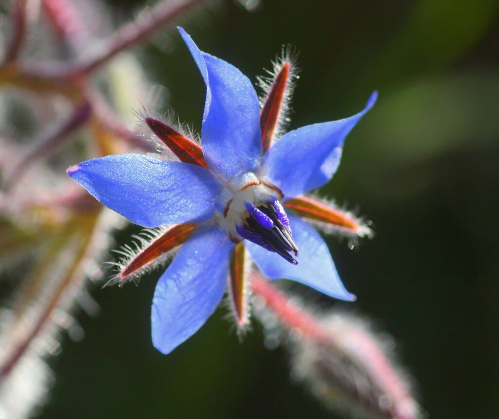 Borage Flower Close Up