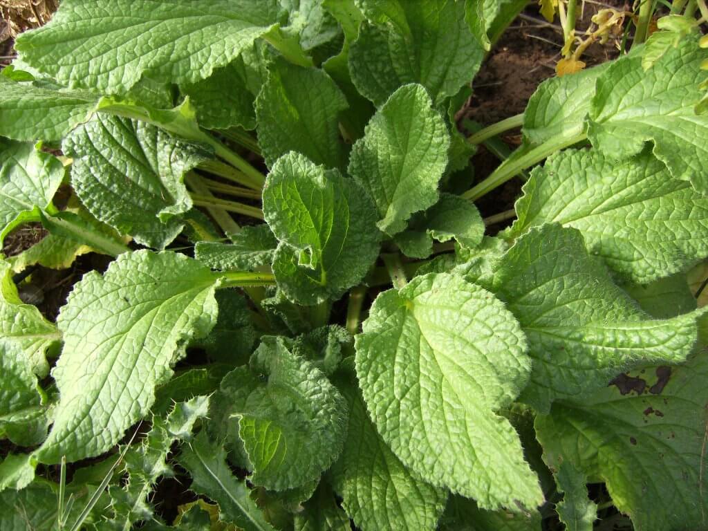 Borage Leaves