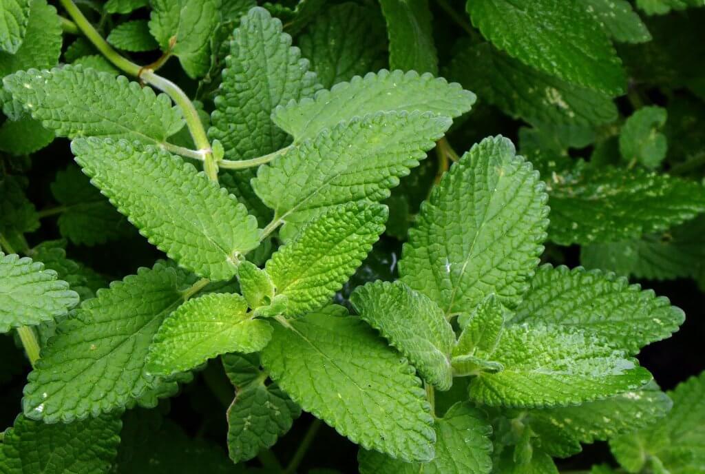 Catnip Leaves