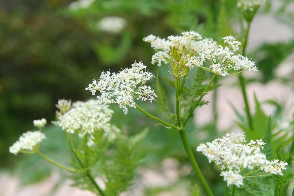 Cicely Flowers Close Up