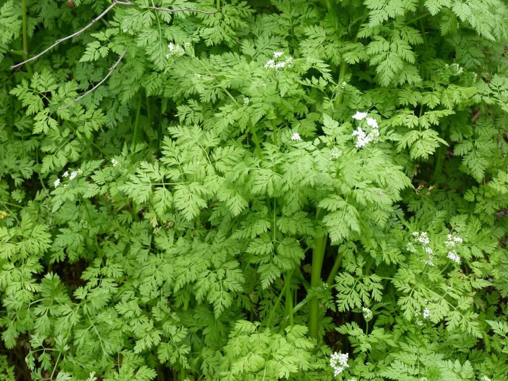 Anthriscus cerefolium foliage