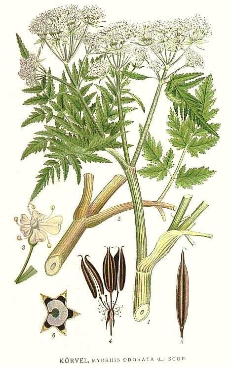 Cicely (Myrrhis odorata) Botanical Illustration