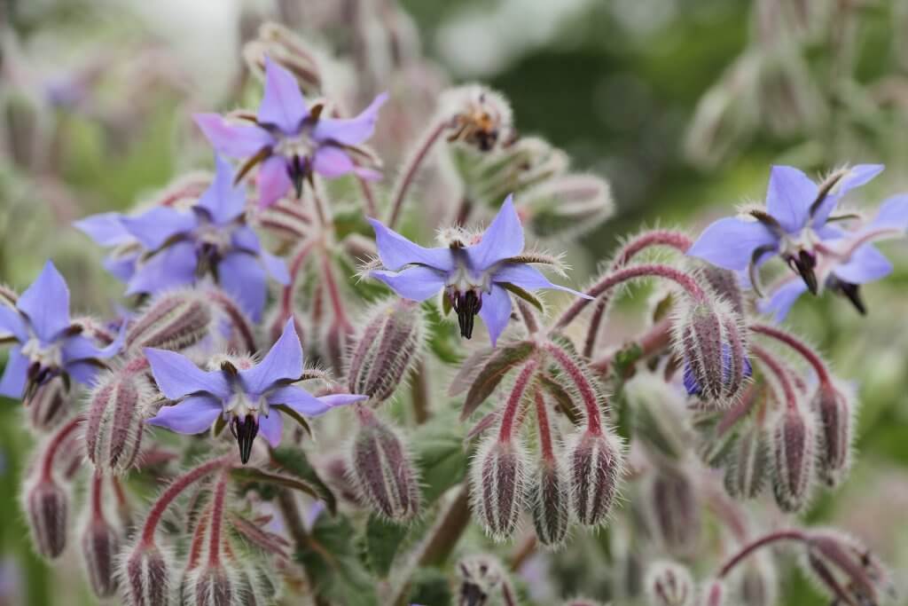 Purple Borage Flowers