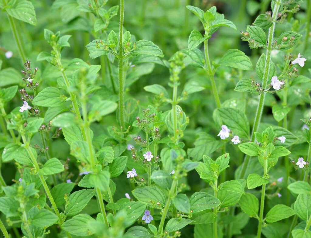 Calamintha nepeta leaves