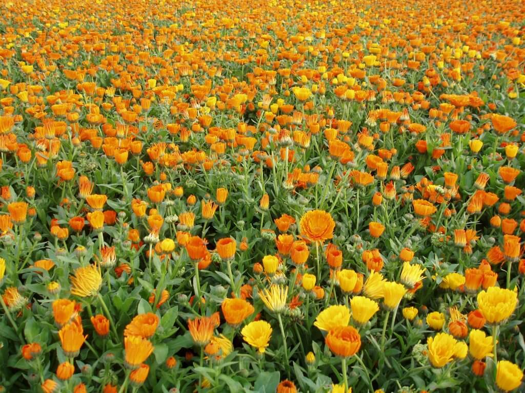 Calendula Being Grown For Cultivation