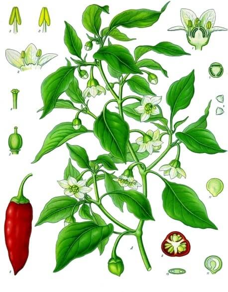 Capsicum annuum Botanical Illustration