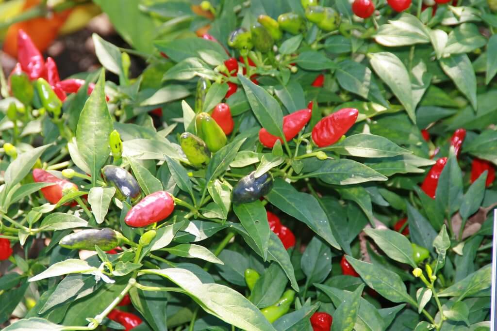 Capsicum annuum