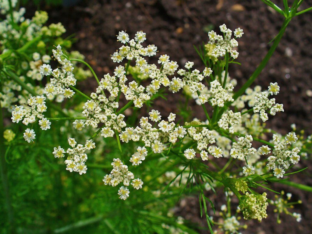 Caraway Plant Flowers