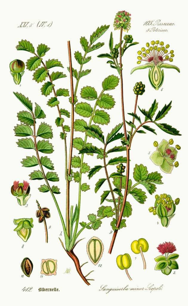 Burnet Illustration