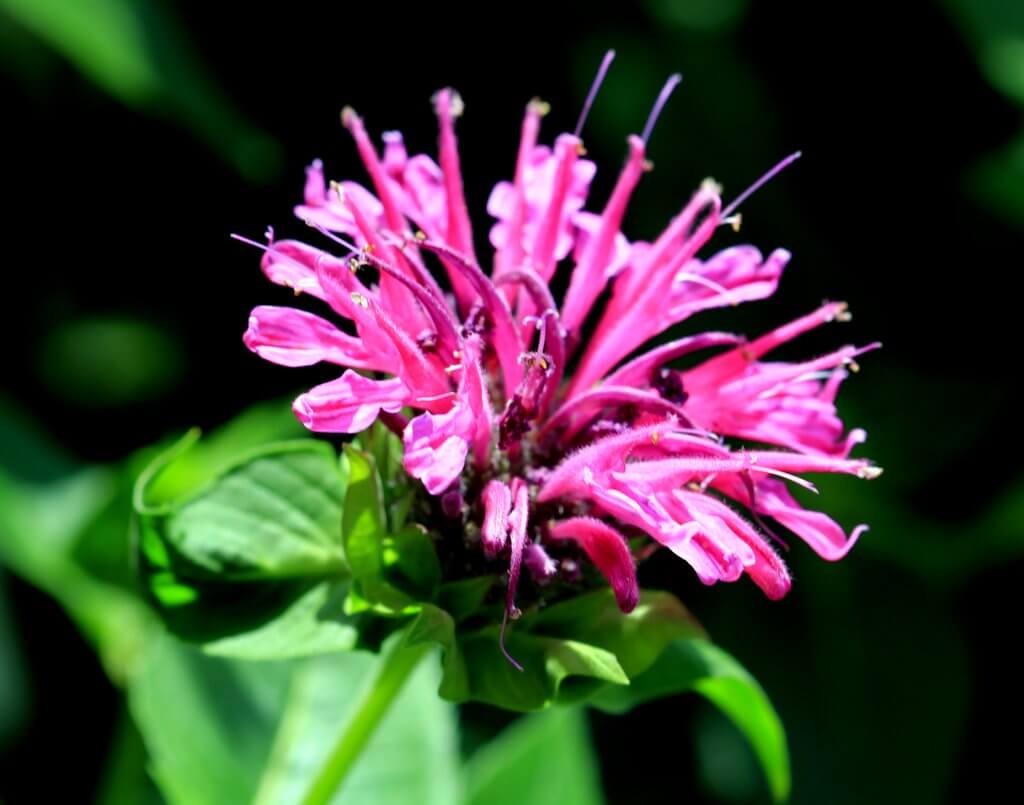 Pink Bee Balm Flower