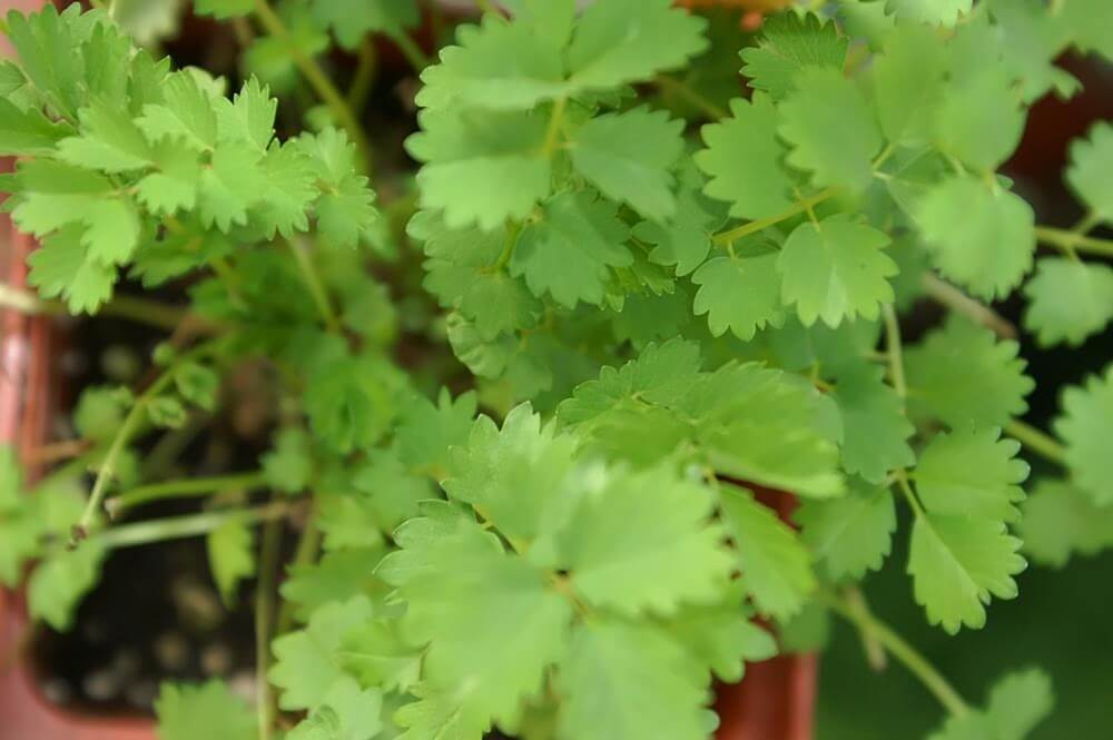 Burnet Leaves