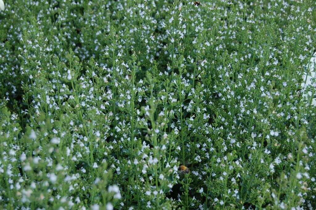 Calamintha nepeta