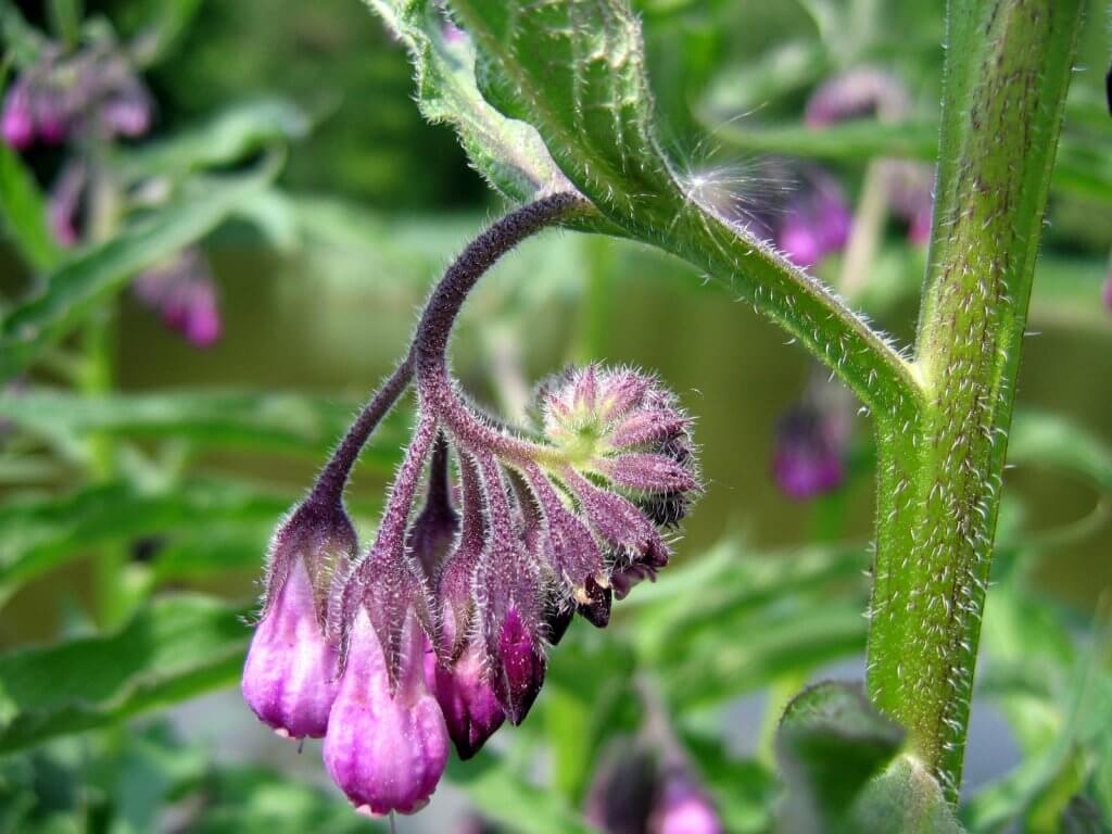 Symphytum officinale Flower Close Up