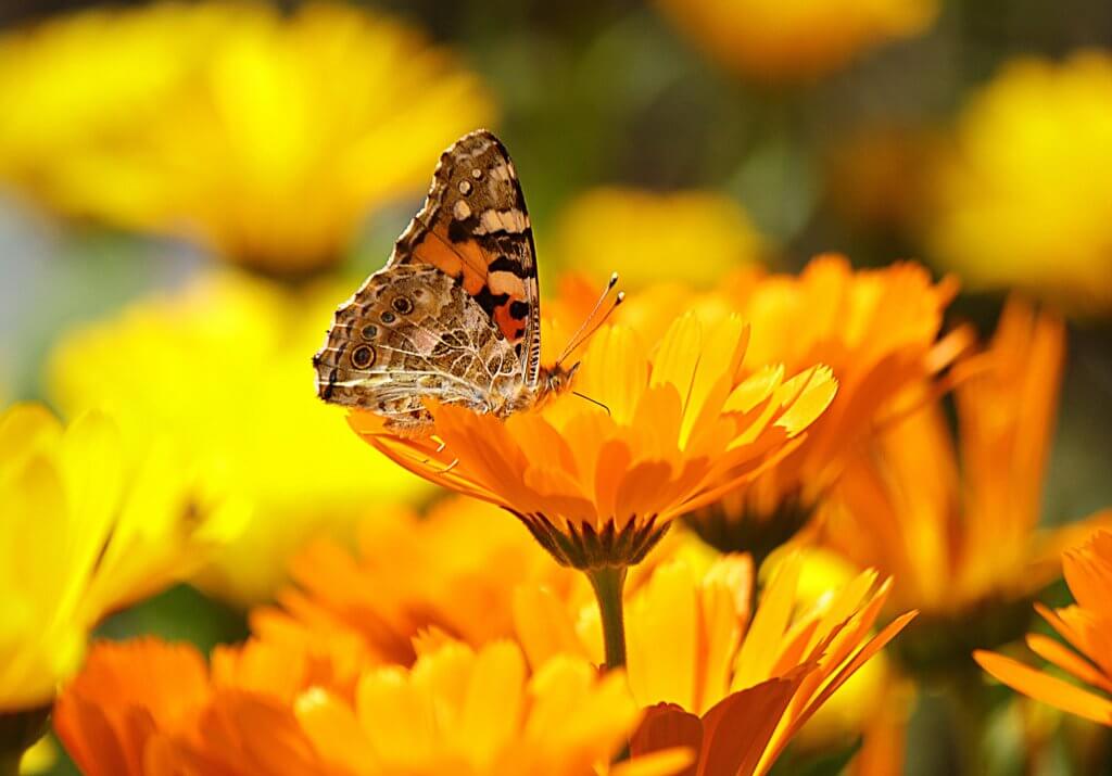 Butterfly perched on Calendula