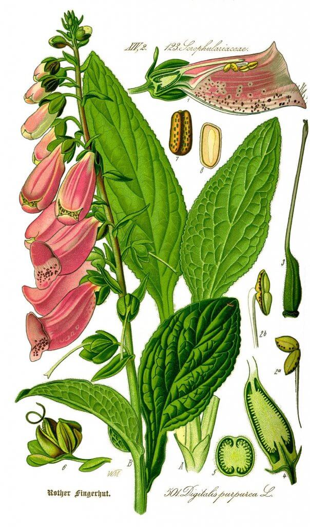 Digitalis purpurea Botanical Illustration by Otto Wilhelm Thomé