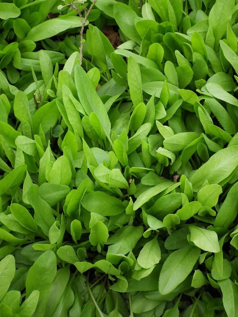 Tanacetum balsamita Leaves