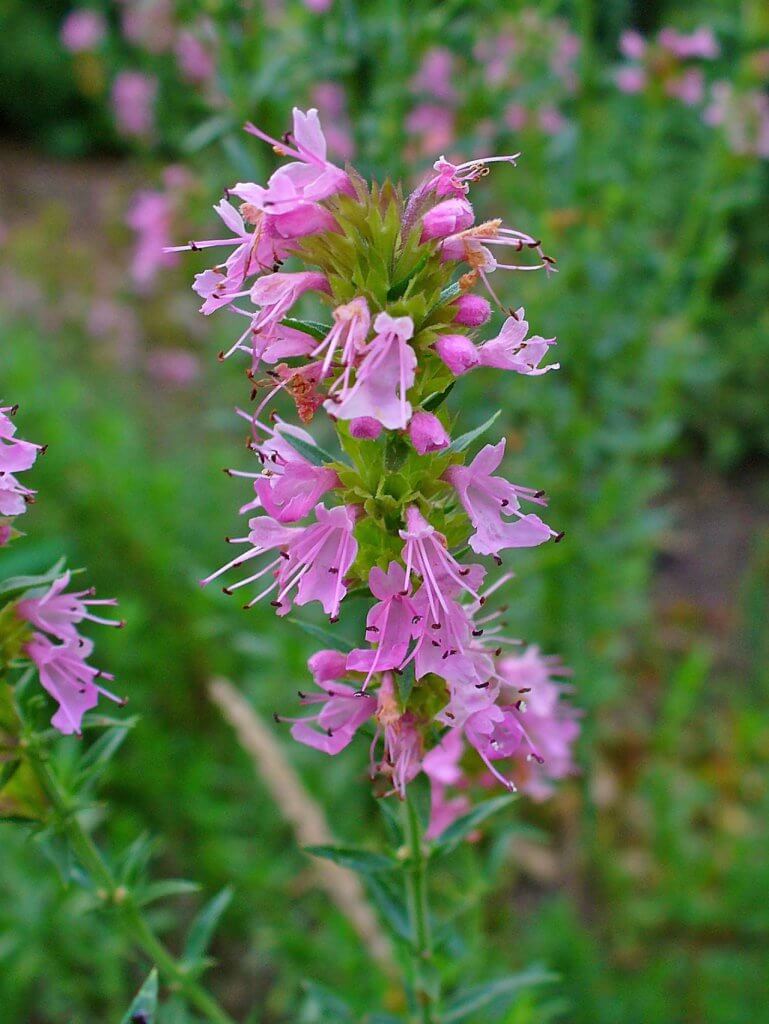 Bright Pink Hyssop Flowers