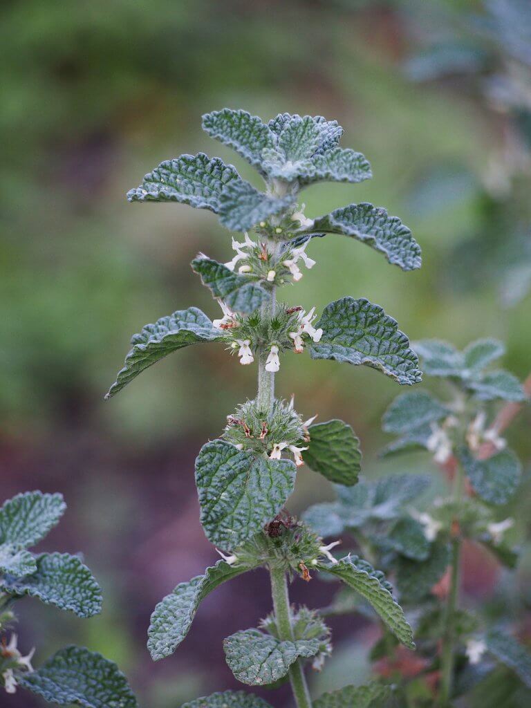 Marrubium vulgare, Horehound Flowers