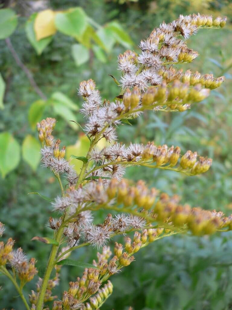 Solidago canadensis (Goldenrod)