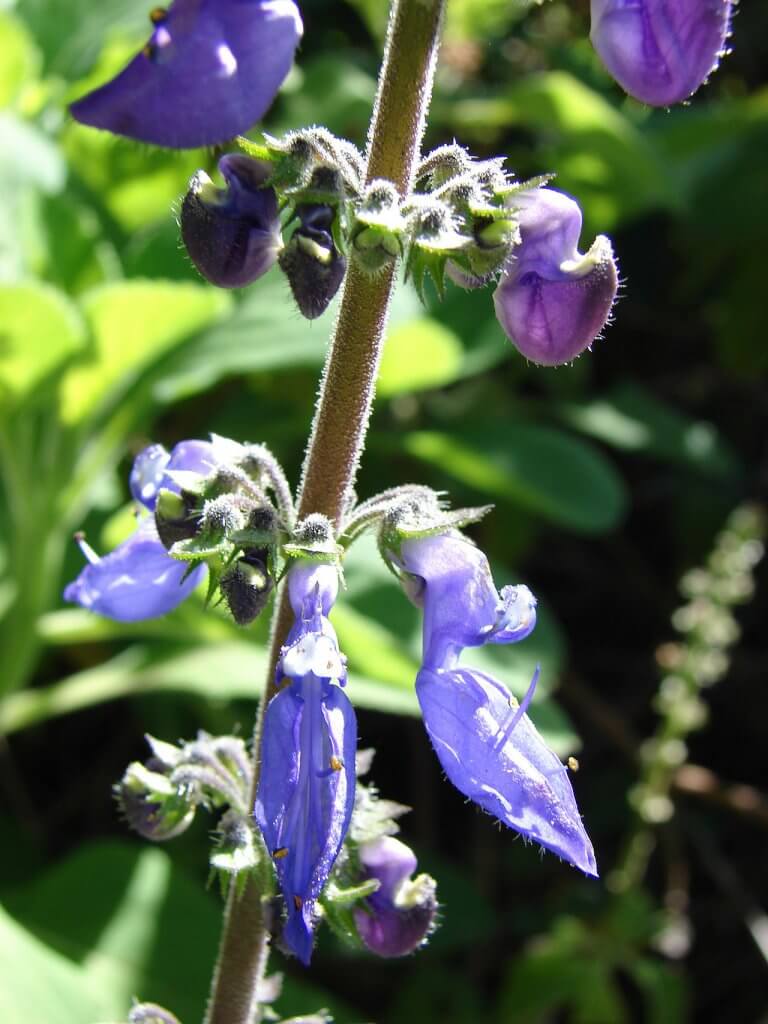 Cuban Oregano Flowers