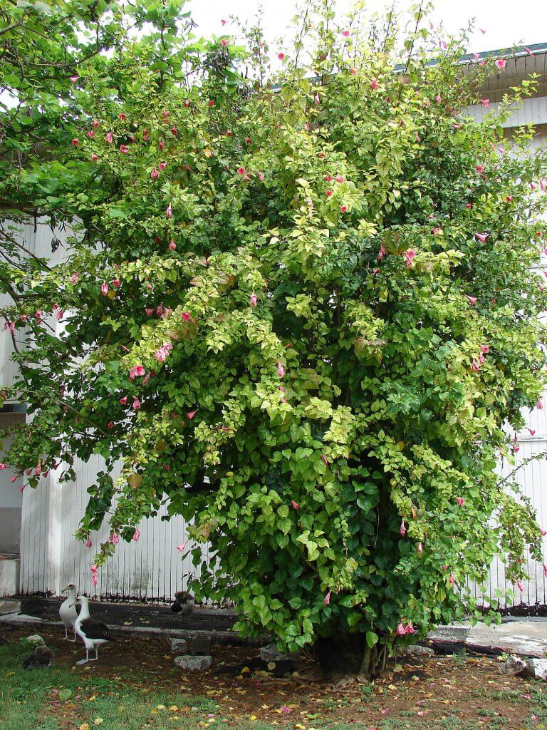 Hibiscus rosa-sinensis habitat
