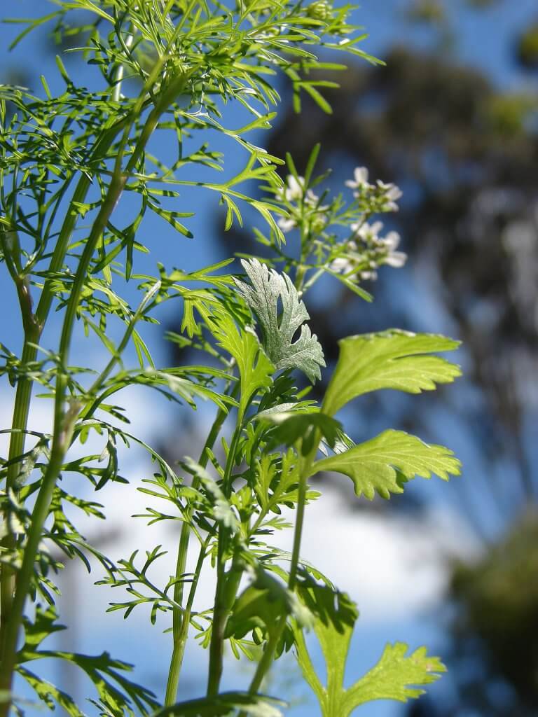 Coriandrum sativum (bolting)