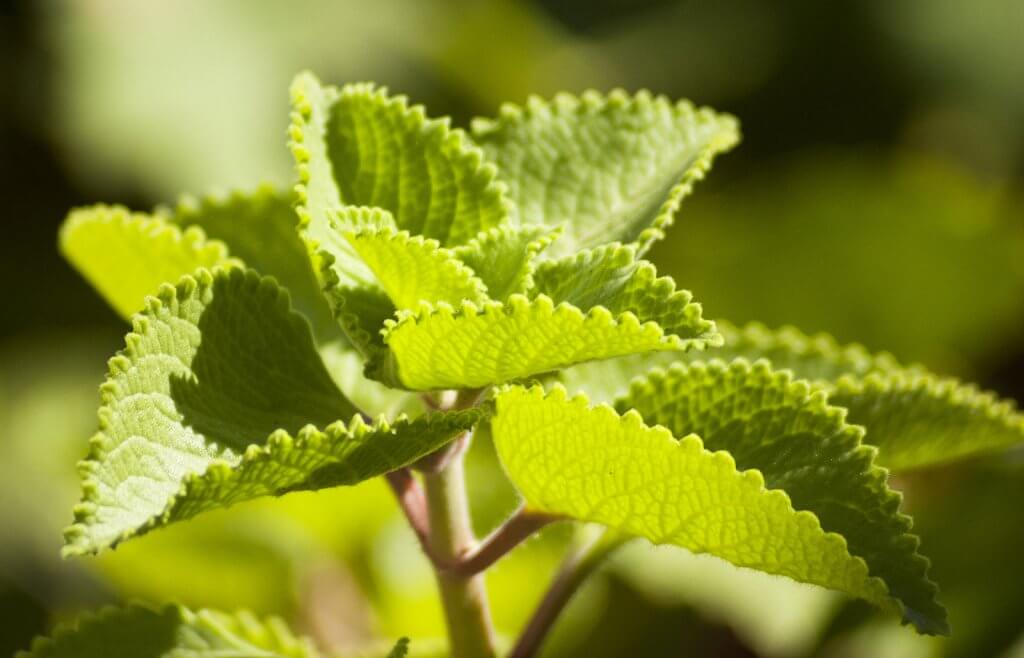 Plectranthus amboinicus (Cuban oregano)