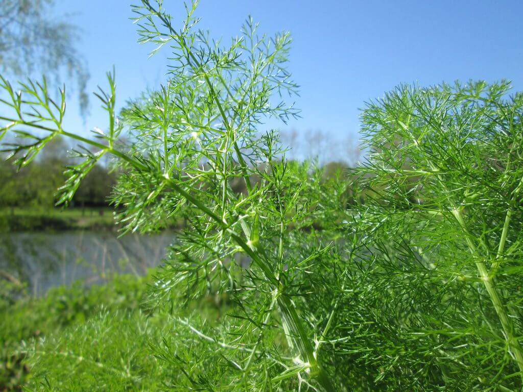 Dill (Anethum graveolens)