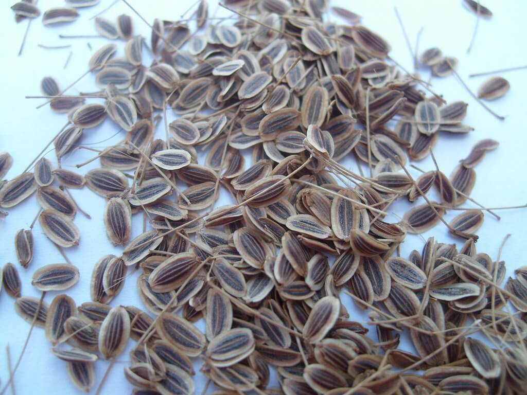 Anethum graveolens seeds